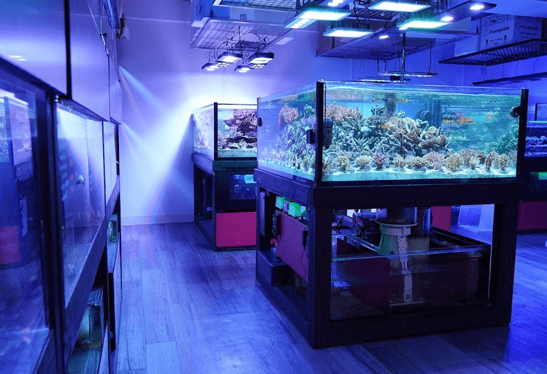 海水魚ショップ ナチュラル 熱帯魚